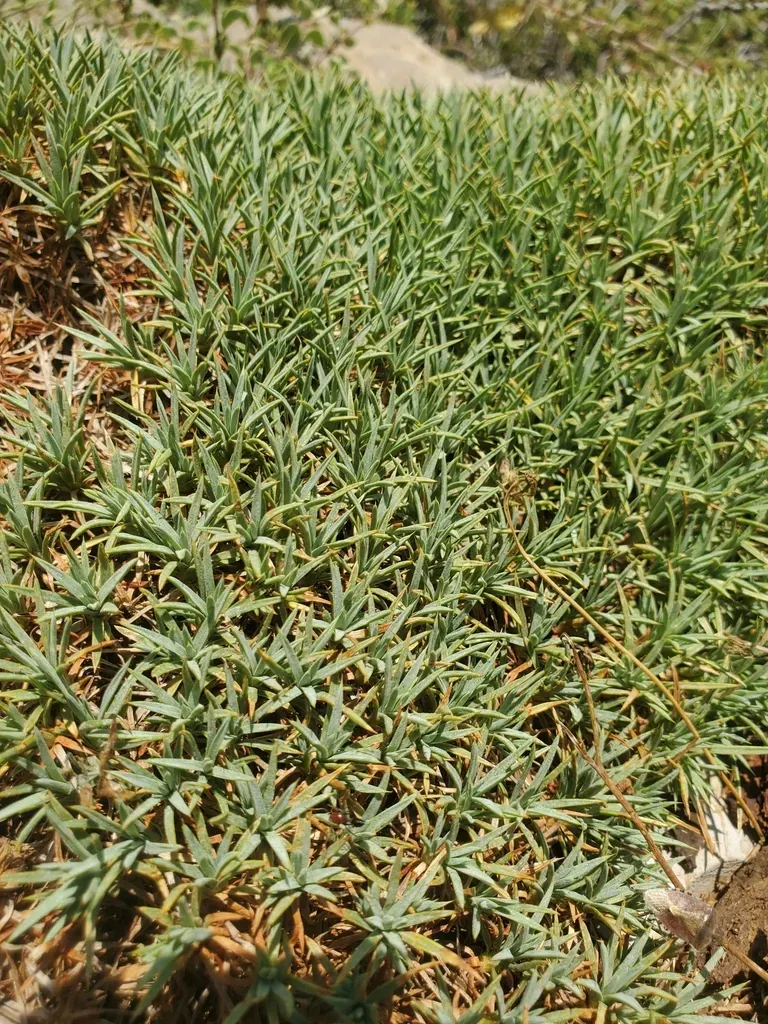 Acantholimon Libanoticum