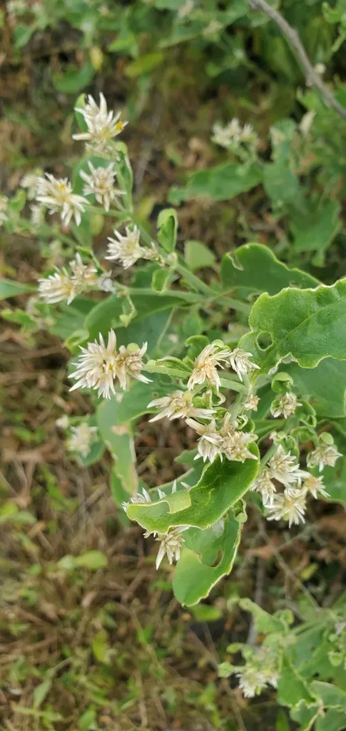Spiny Chaff Flower