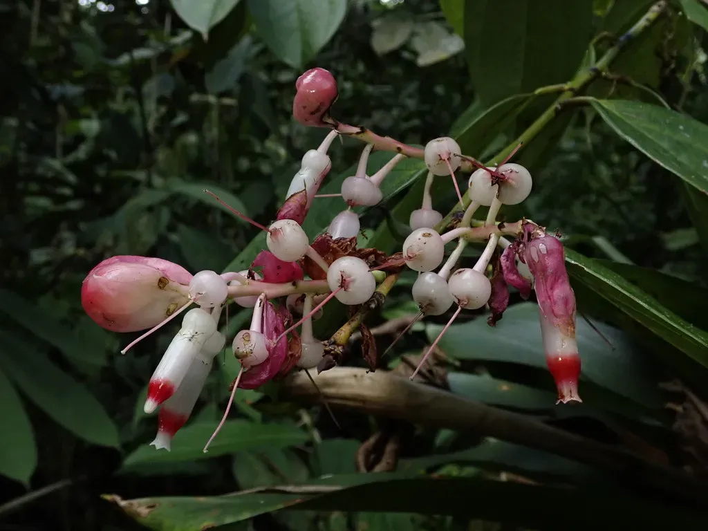 Cavendishia Tarapotana