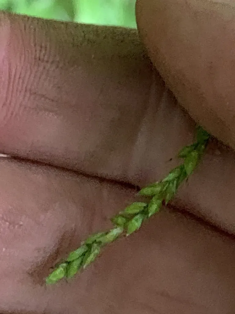 Drooping Woodland Sedge