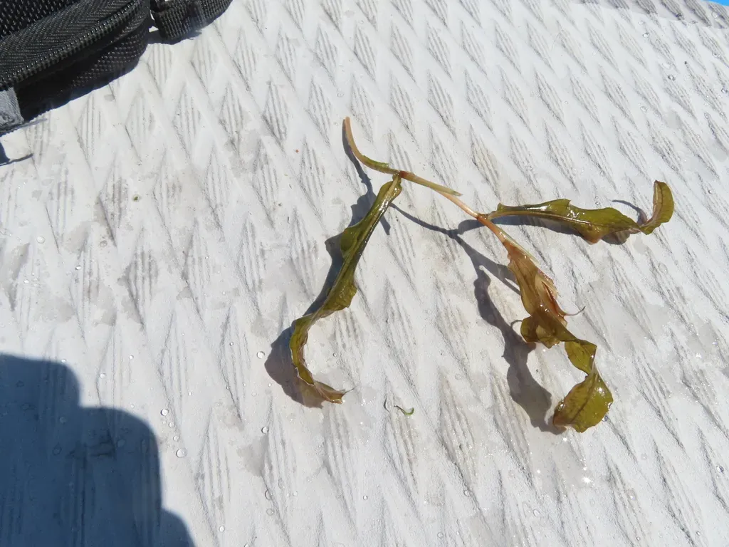 Illinois Pondweed