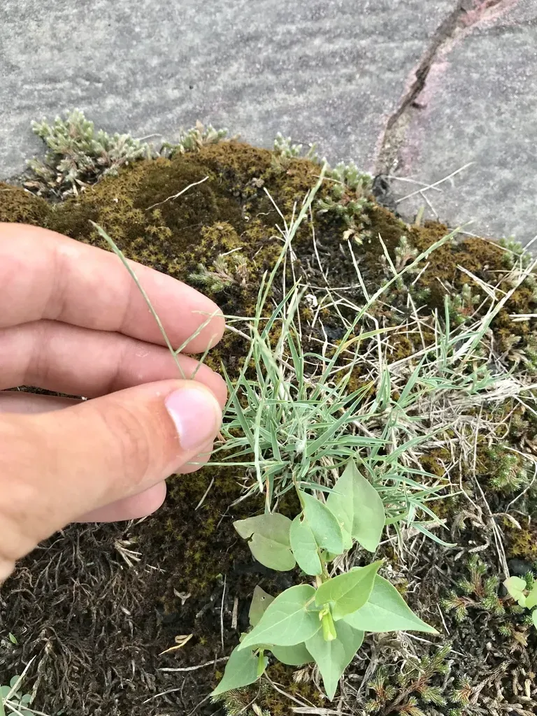 Tumblegrass