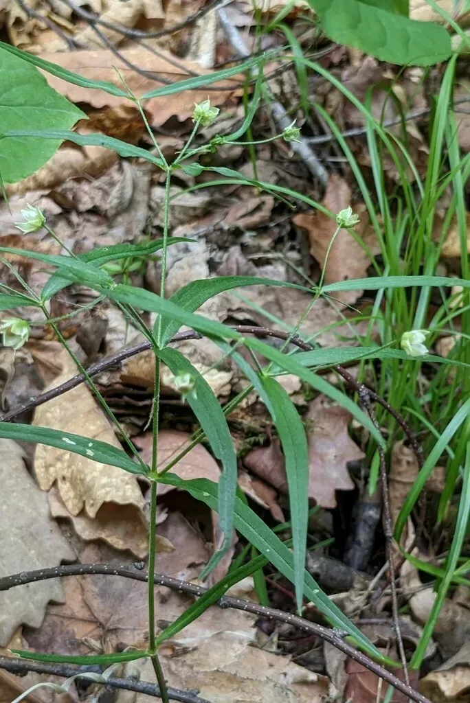 Narrow-leaf False-starwort