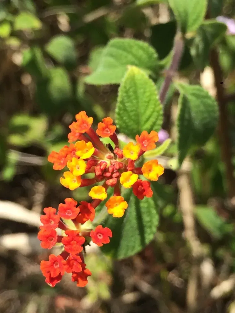 Lantana Hirsuta