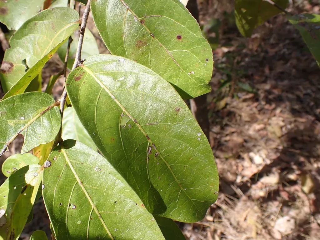 Glochidion Xerocarpum