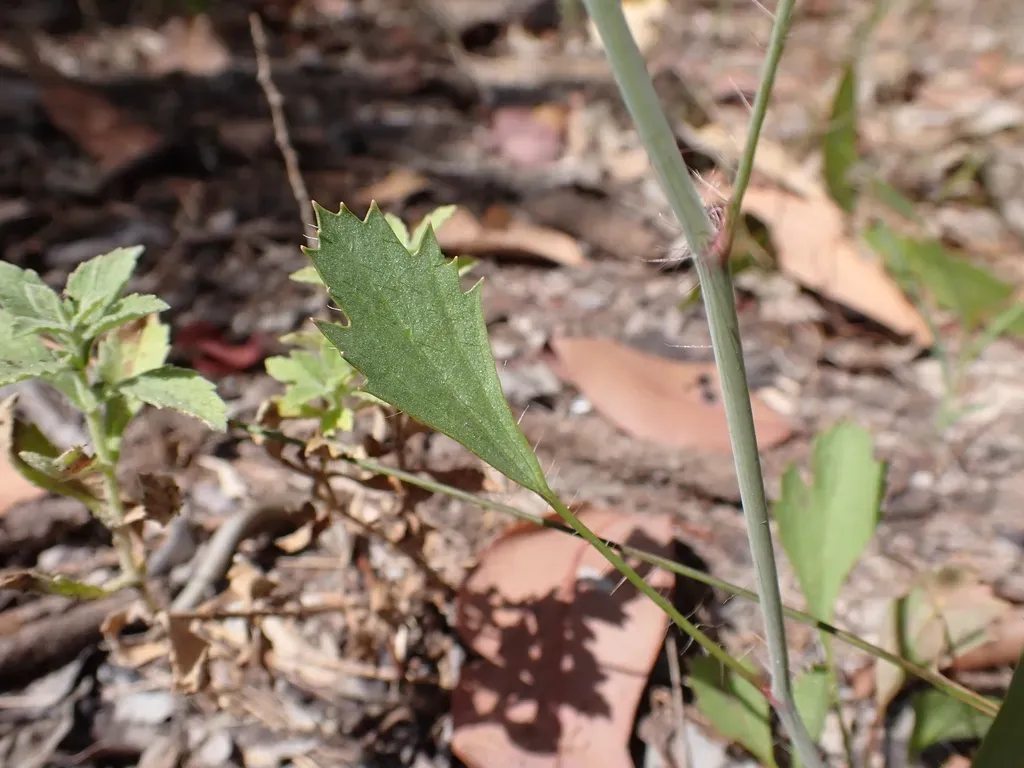 Trachymene Microcephala