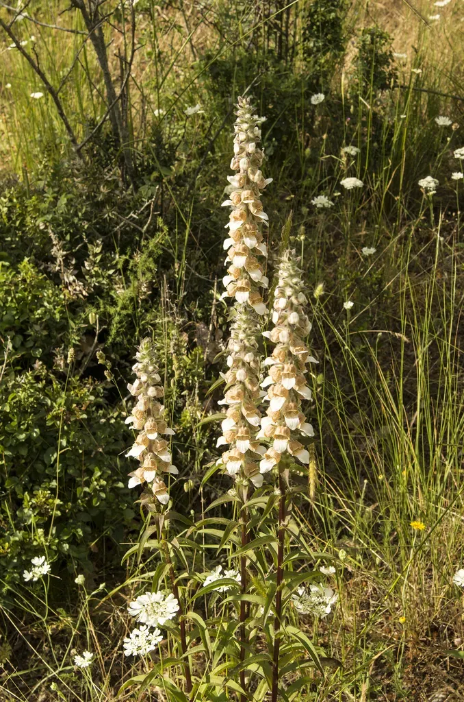 Grecian Foxglove