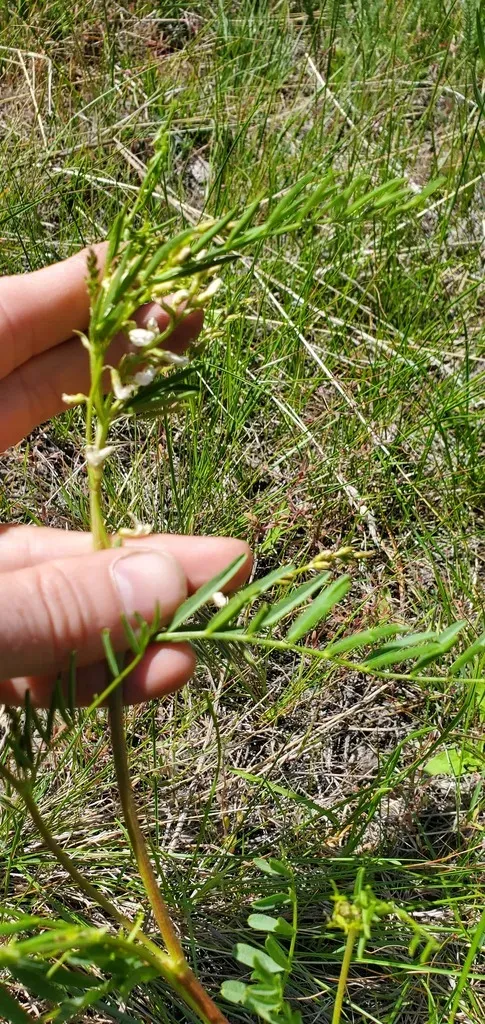 Loose-flower Milkvetch