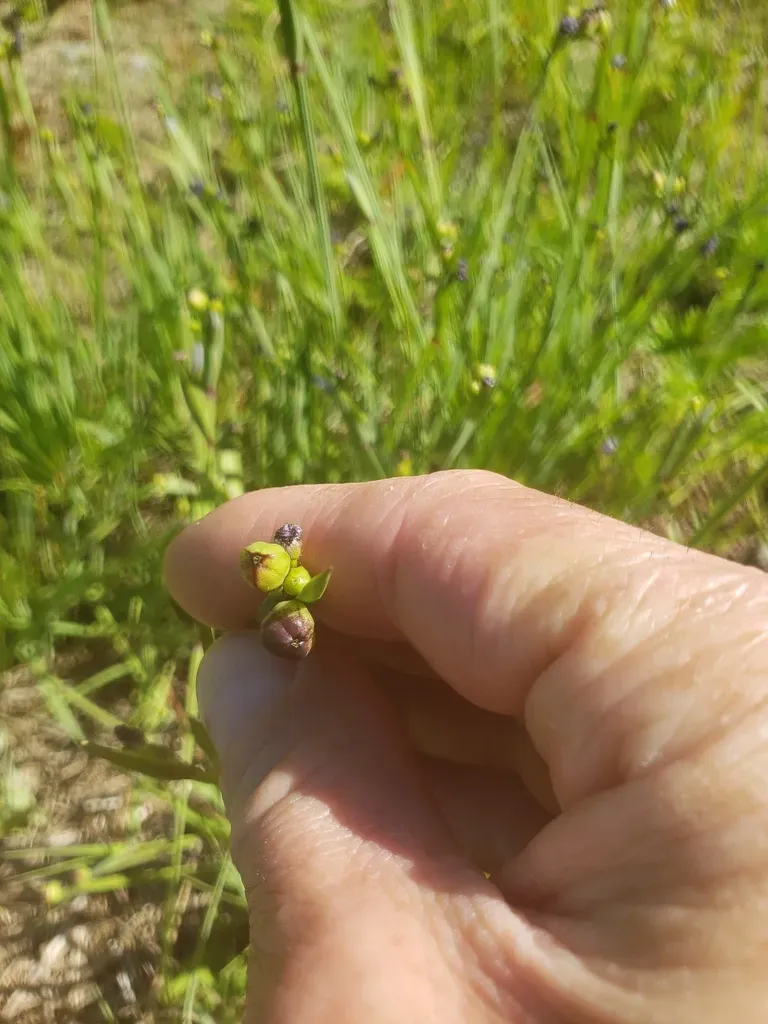 Alaska Blue-eyed-grass