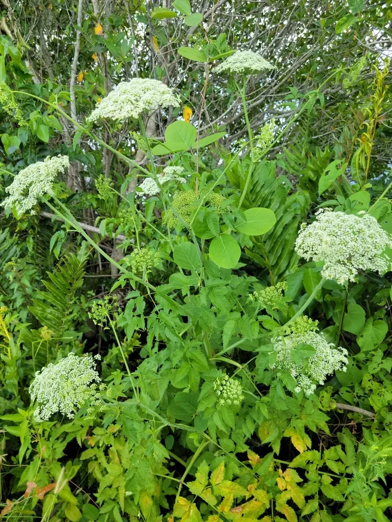 Southern Water Hemlock