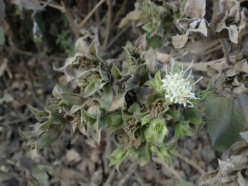 Lagascea Helianthifolia