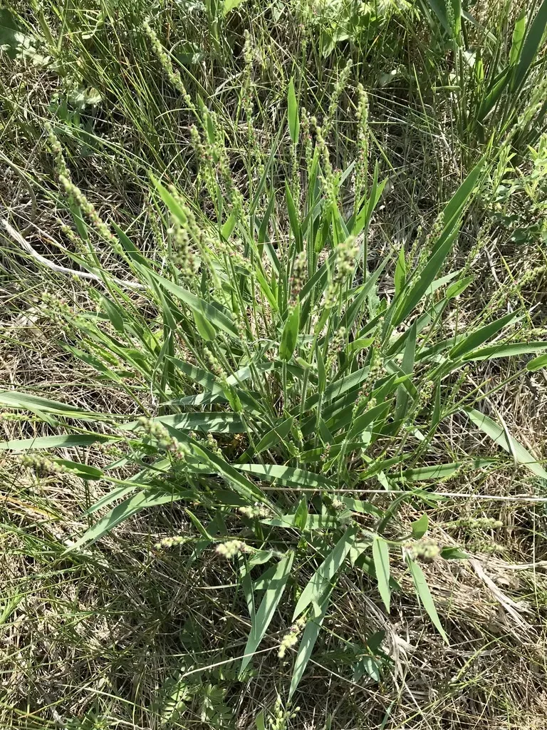 Leiberg's Rosette Grass