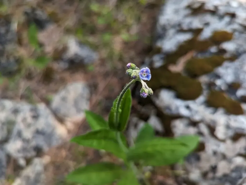 Northern Wild Comfrey