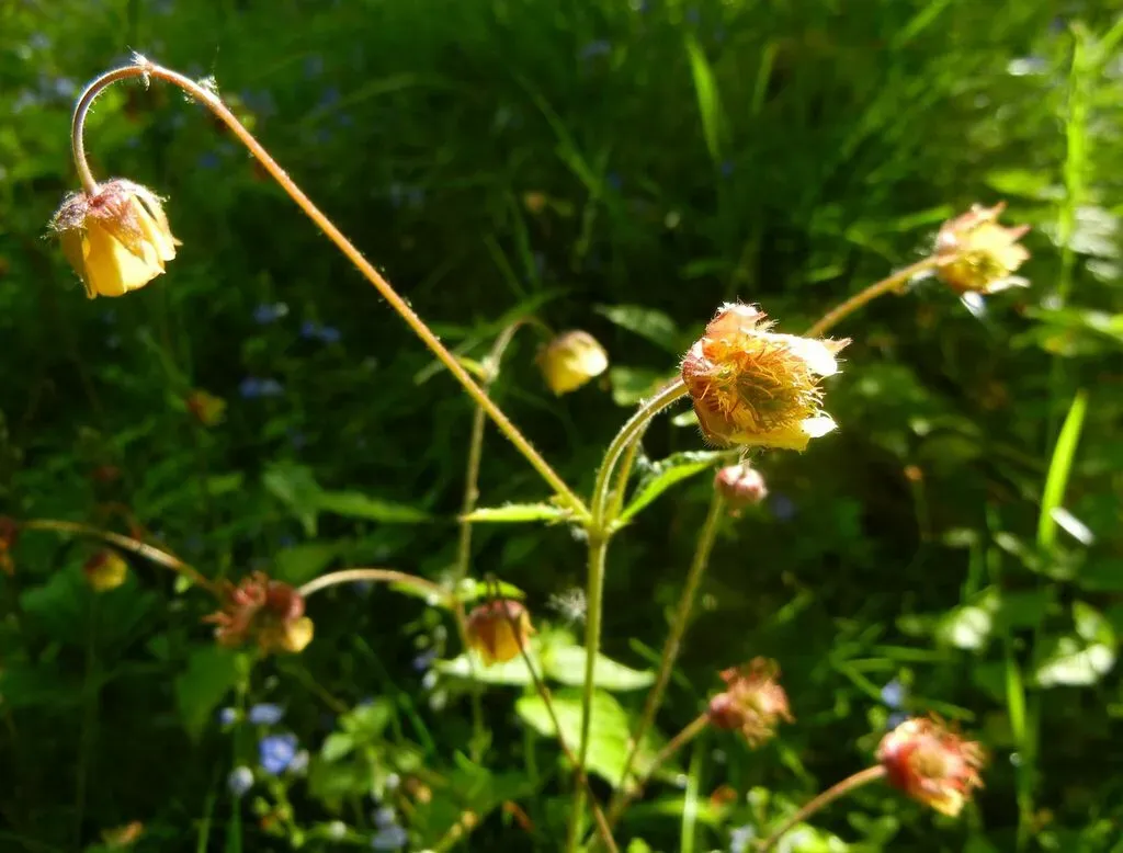 Intermediate Avens