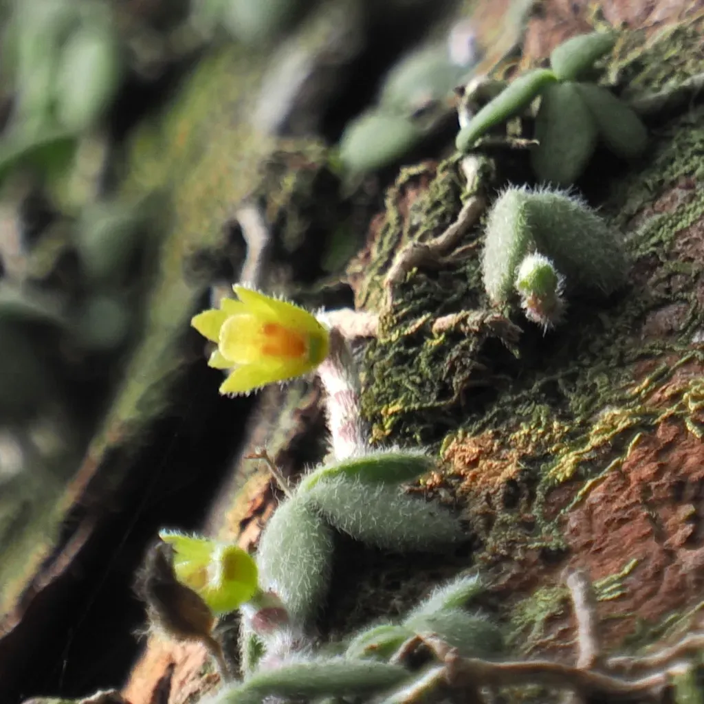 Trichotosia Dasyphylla