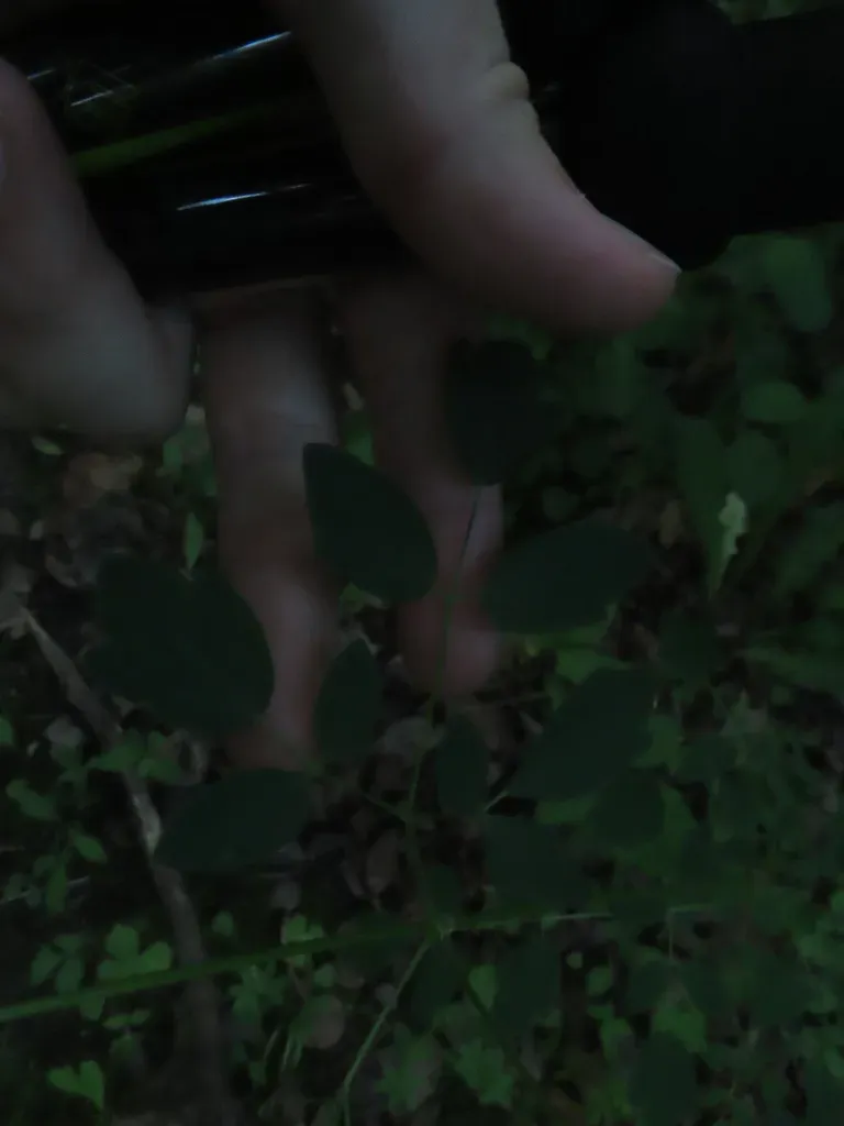 Waxy-leaved Meadow-rue