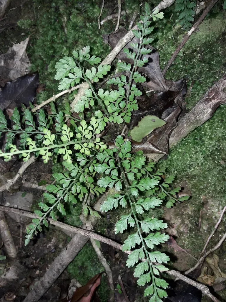 Asplenium Bulbiferum × Hookerianum