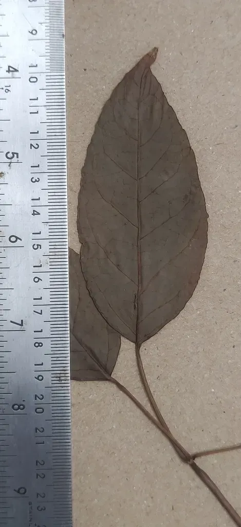 Heptapleurum Racemosum