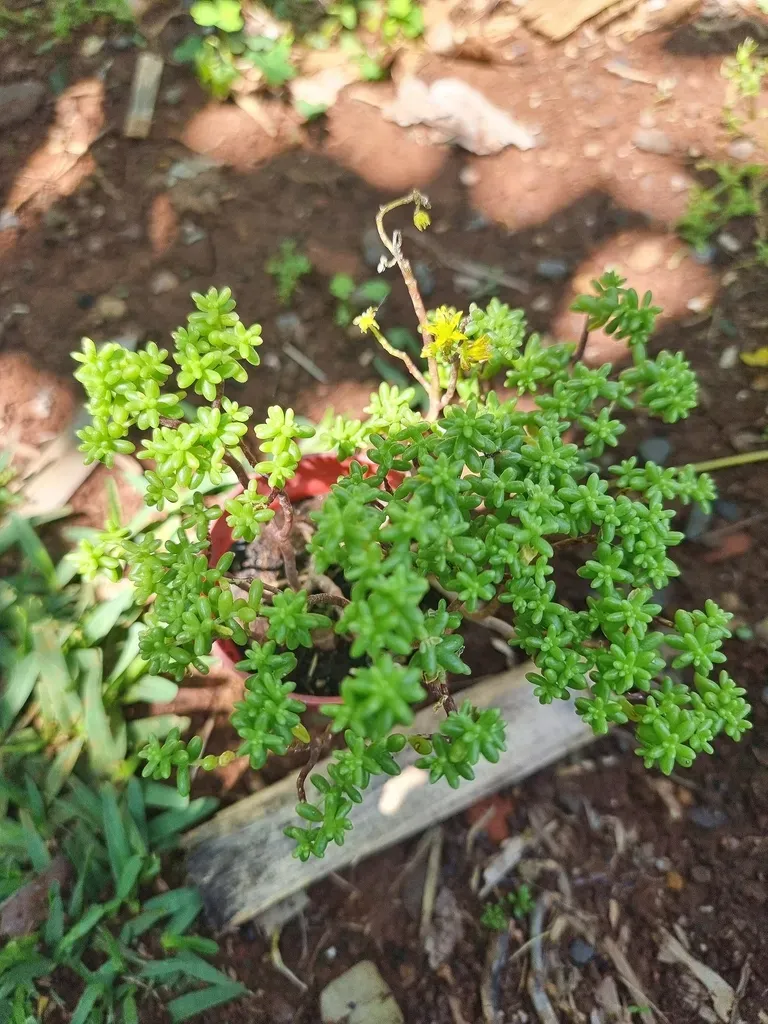 Sedum Nudum