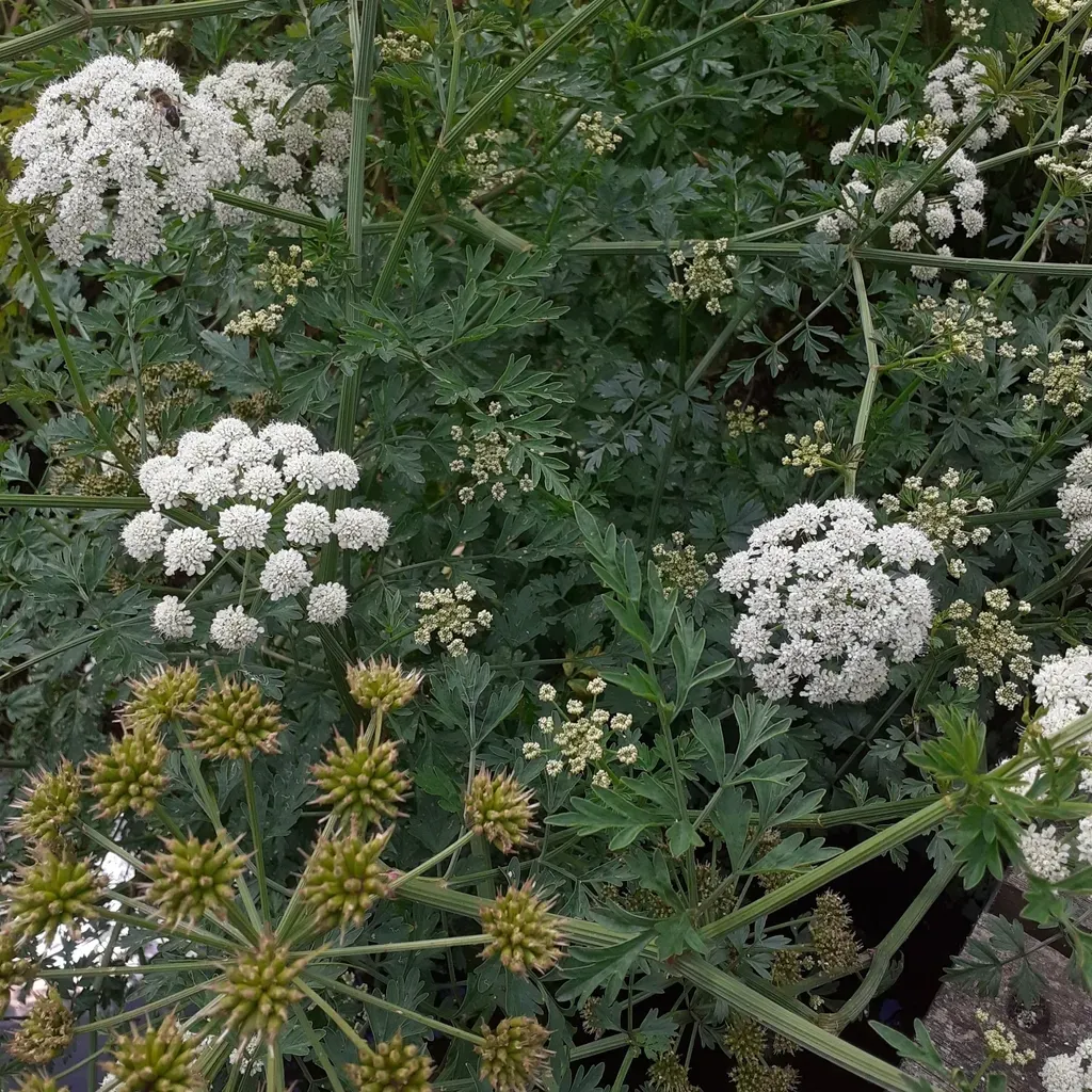 Hemlock Water-dropwort