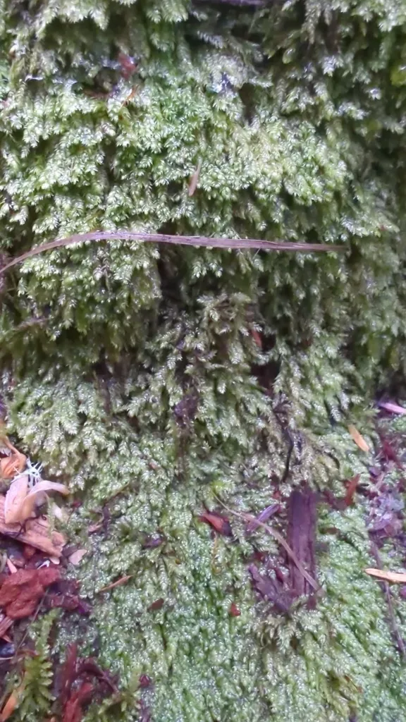 Coiled-leaf Claw-moss
