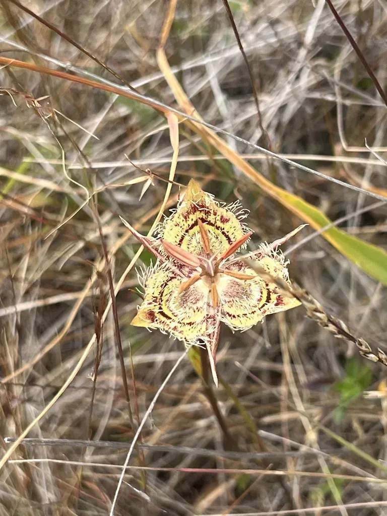 Tiburon Mariposa Lily
