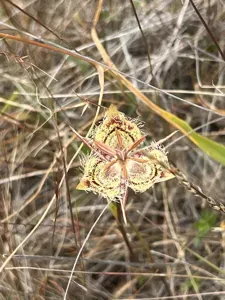 Tiburon Mariposa Lily
