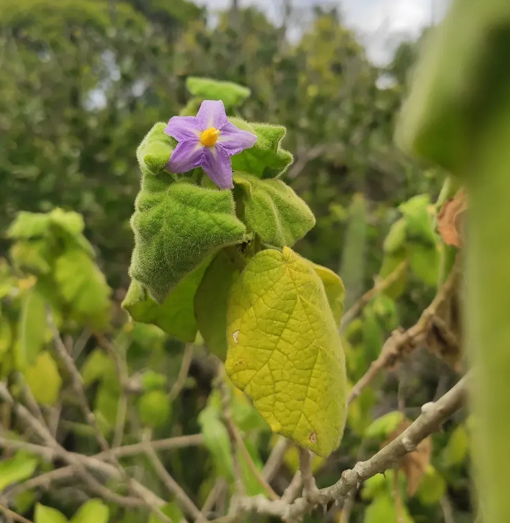 Solanum Cordifolium