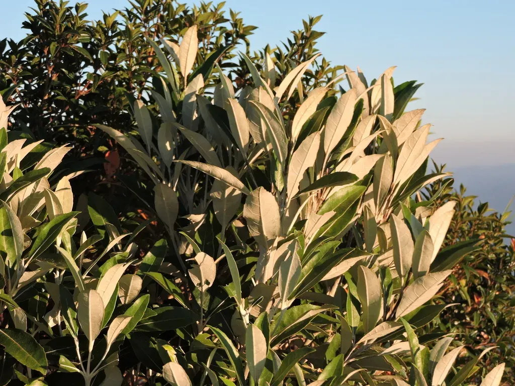 Piptocarpha Densifolia