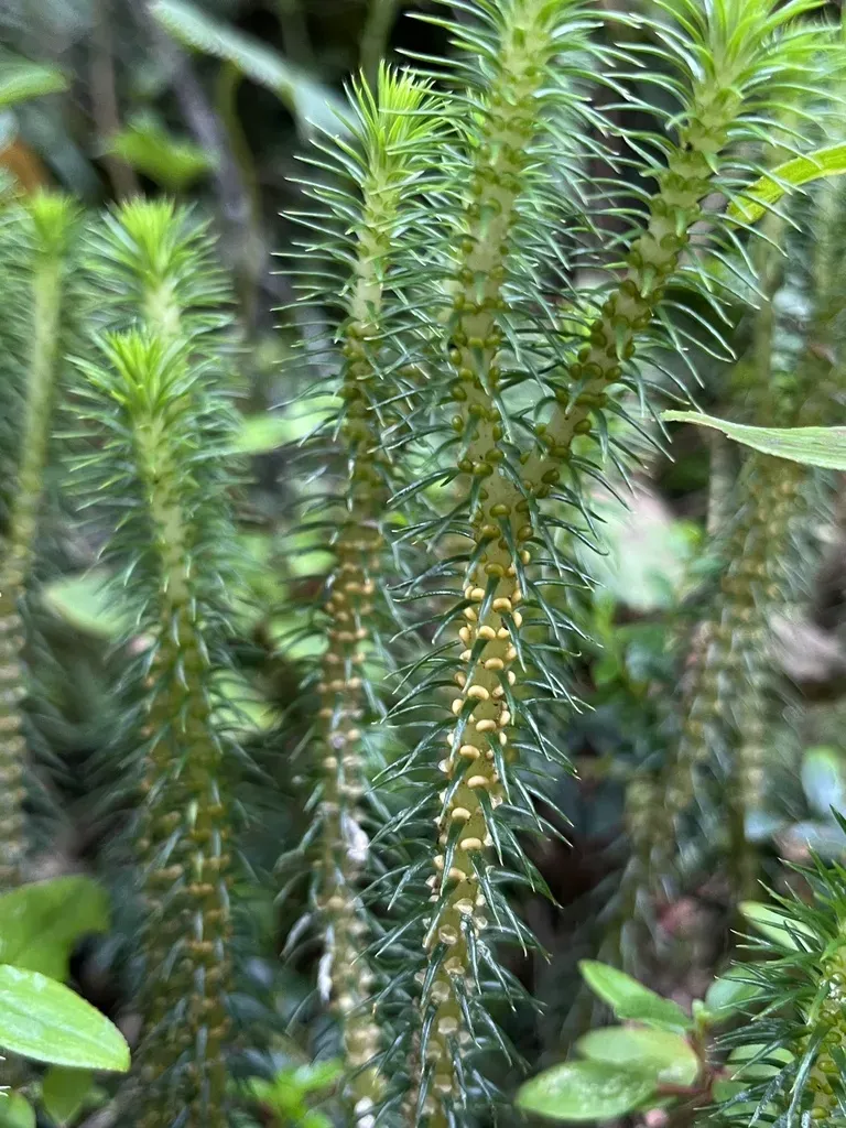 Phlegmariurus Reflexus