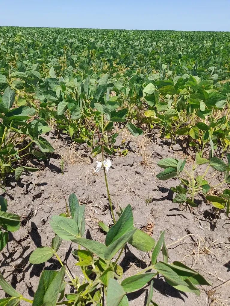 Echinodorus Longiscapus