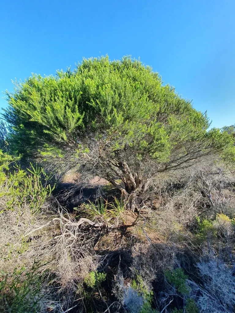 Bracelet Honey-myrtle