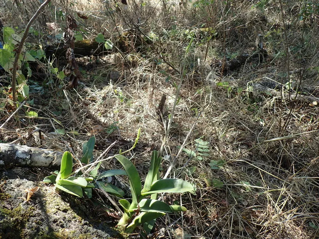 Polystachya Golungensis