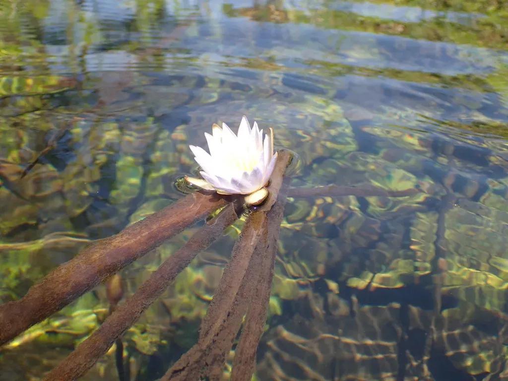 Nymphaea Divaricata