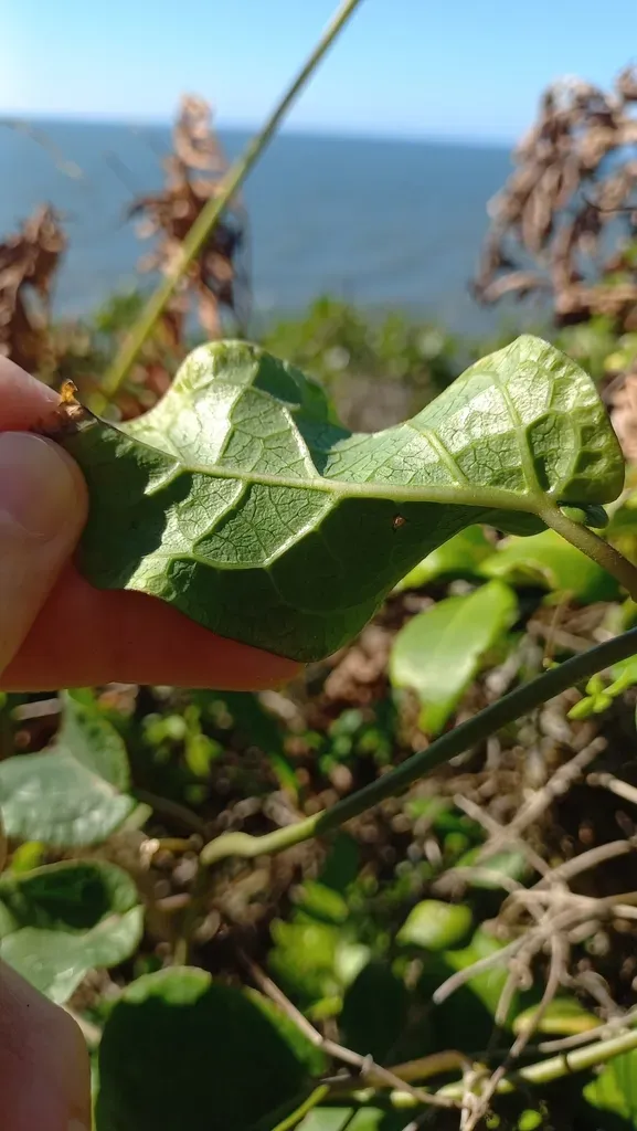 Matelea Denticulata