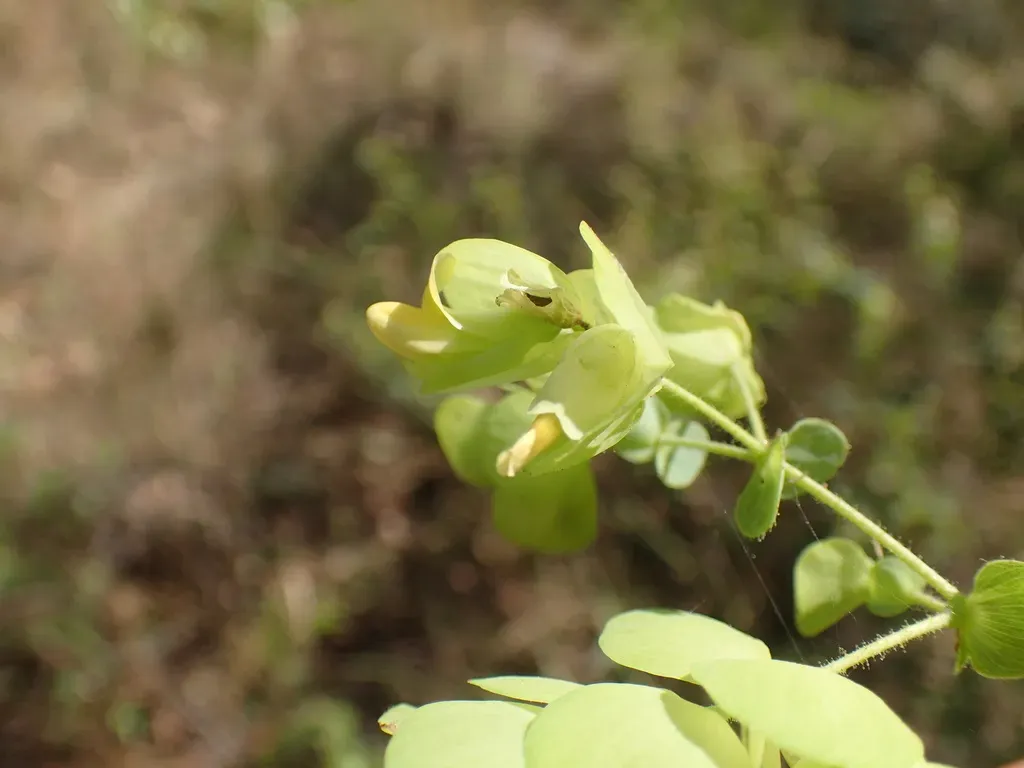 Humularia Bequaertii