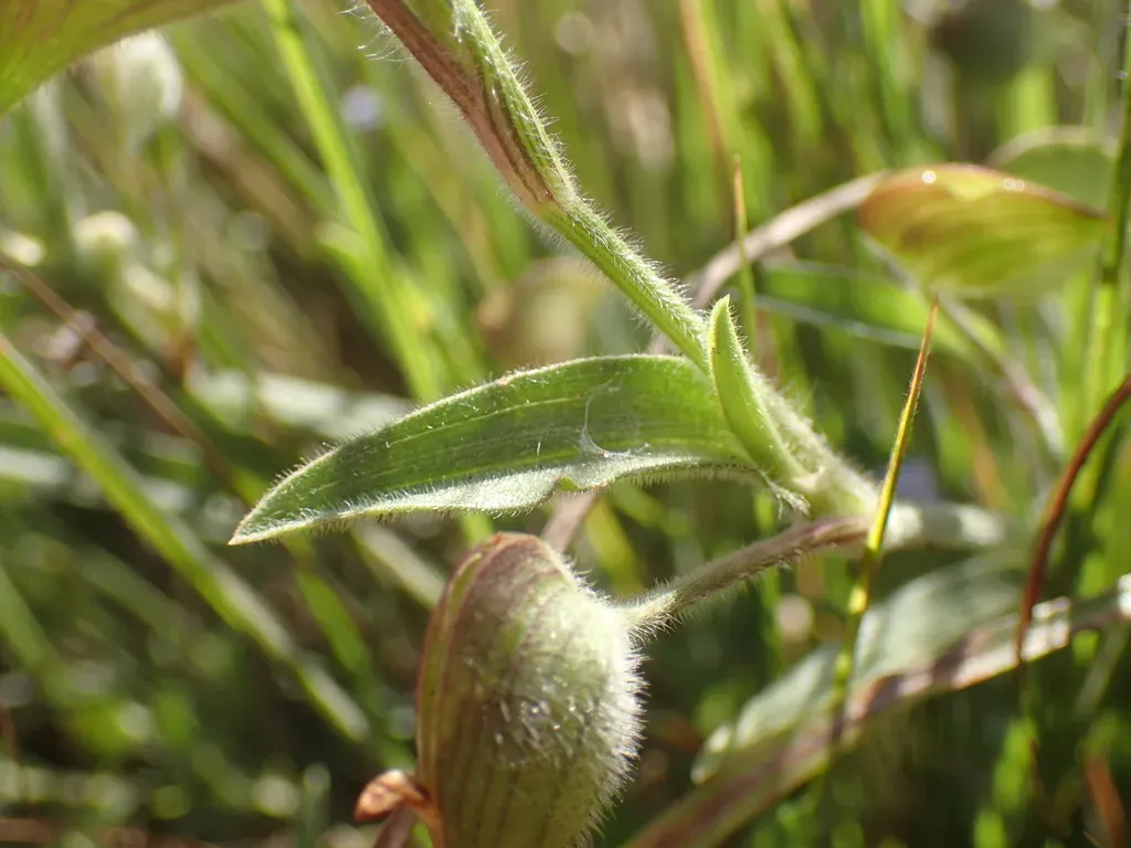 Commelina Schweinfurthii