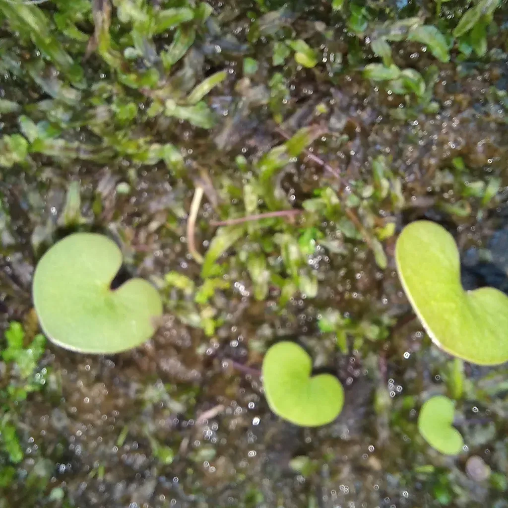 Utricularia Reniformis