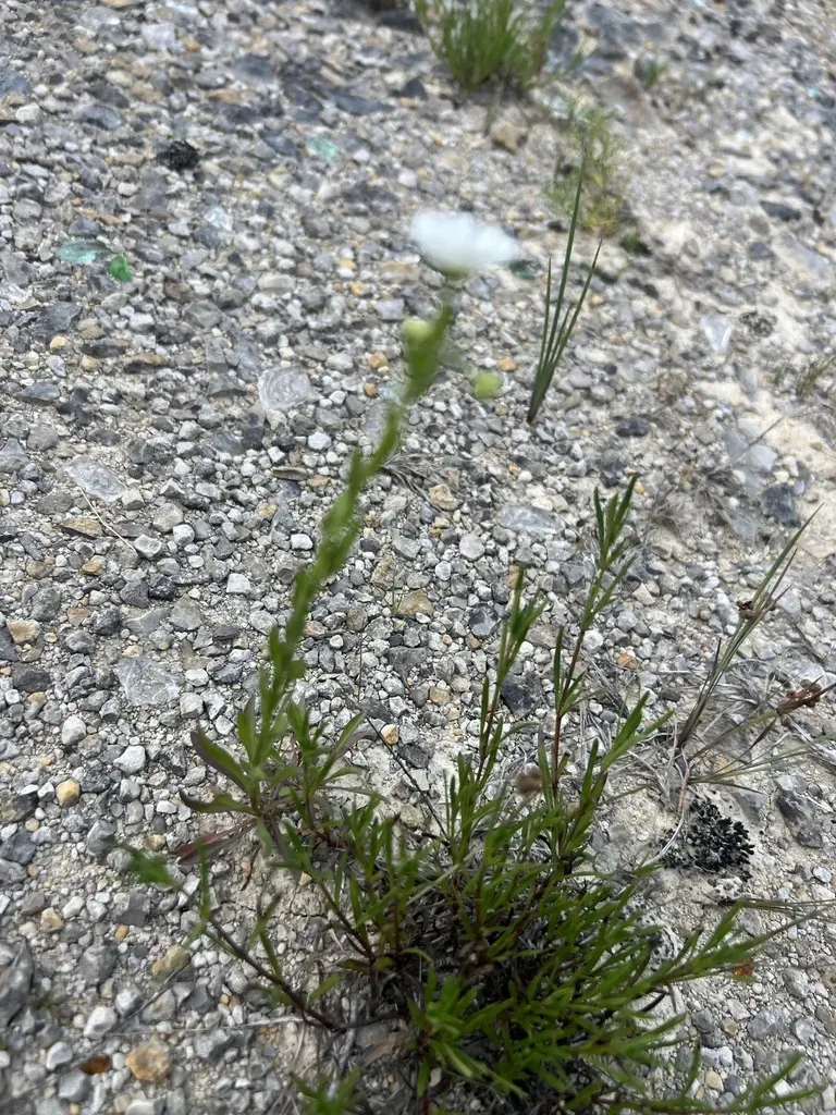 Allison's Fleabane