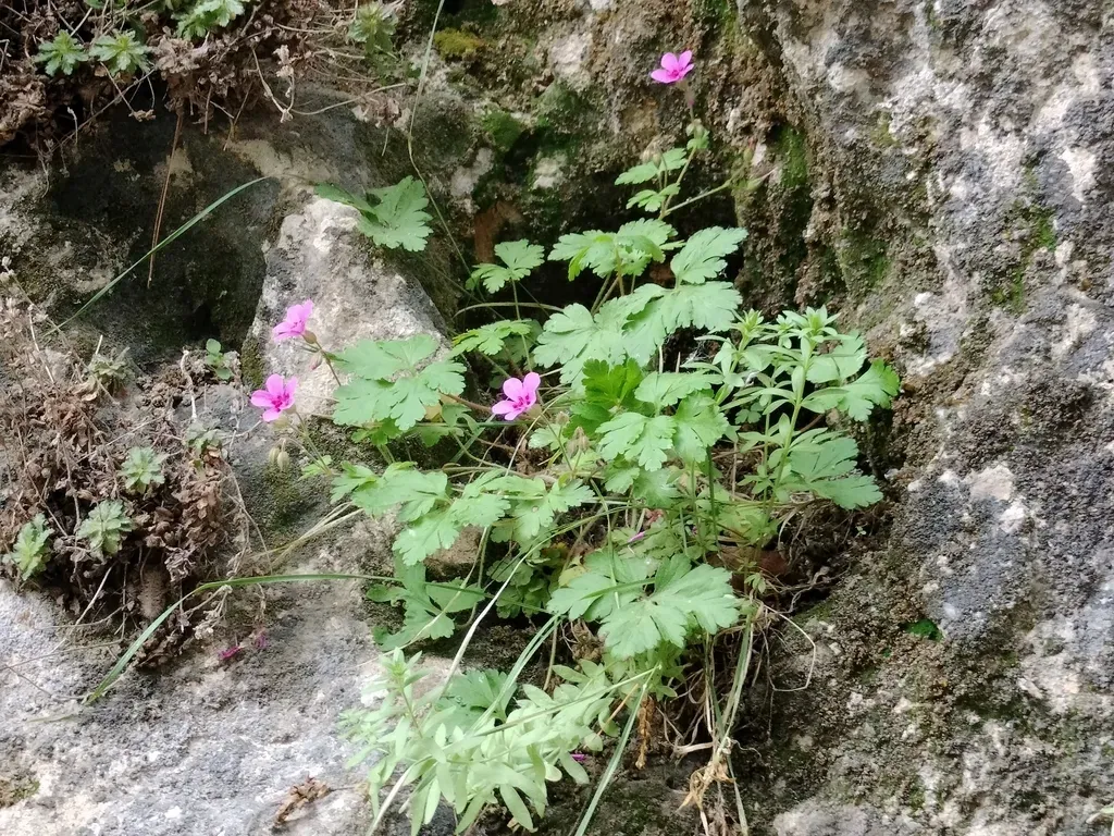 Geranium Cataractarum