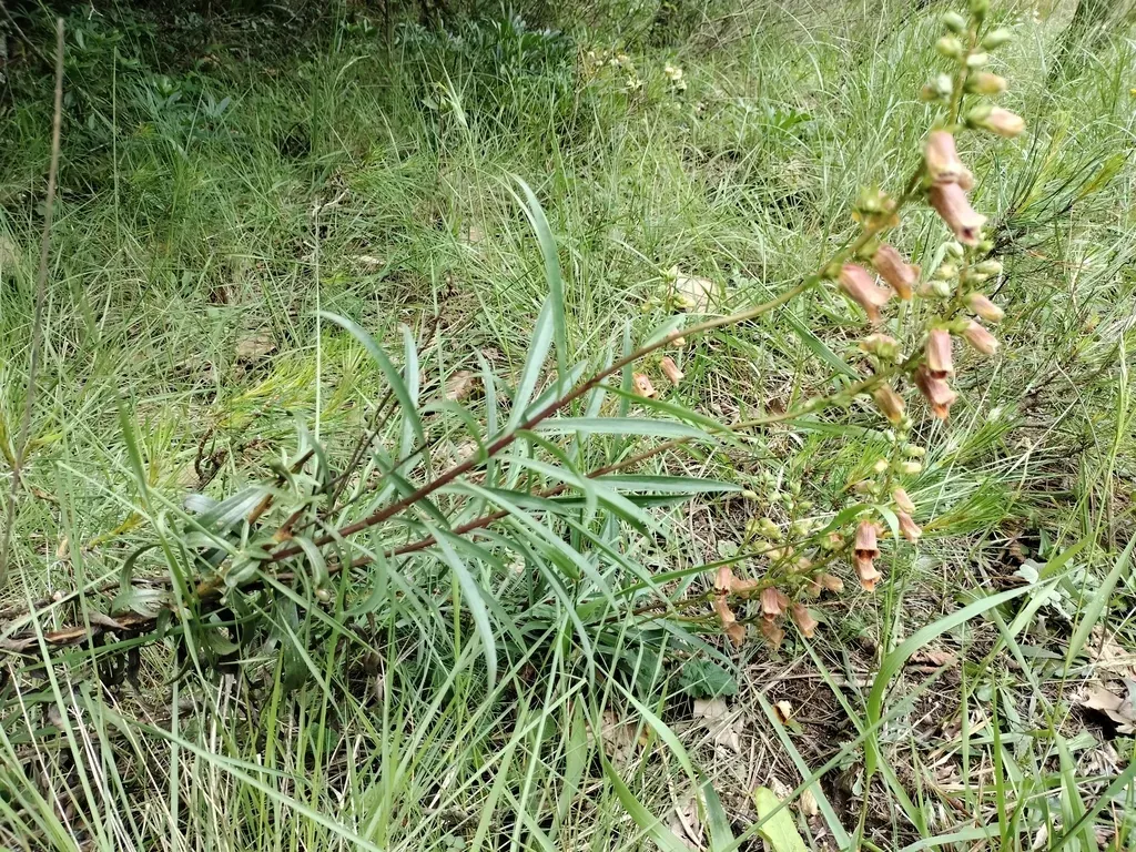Willow Leaf Foxglove