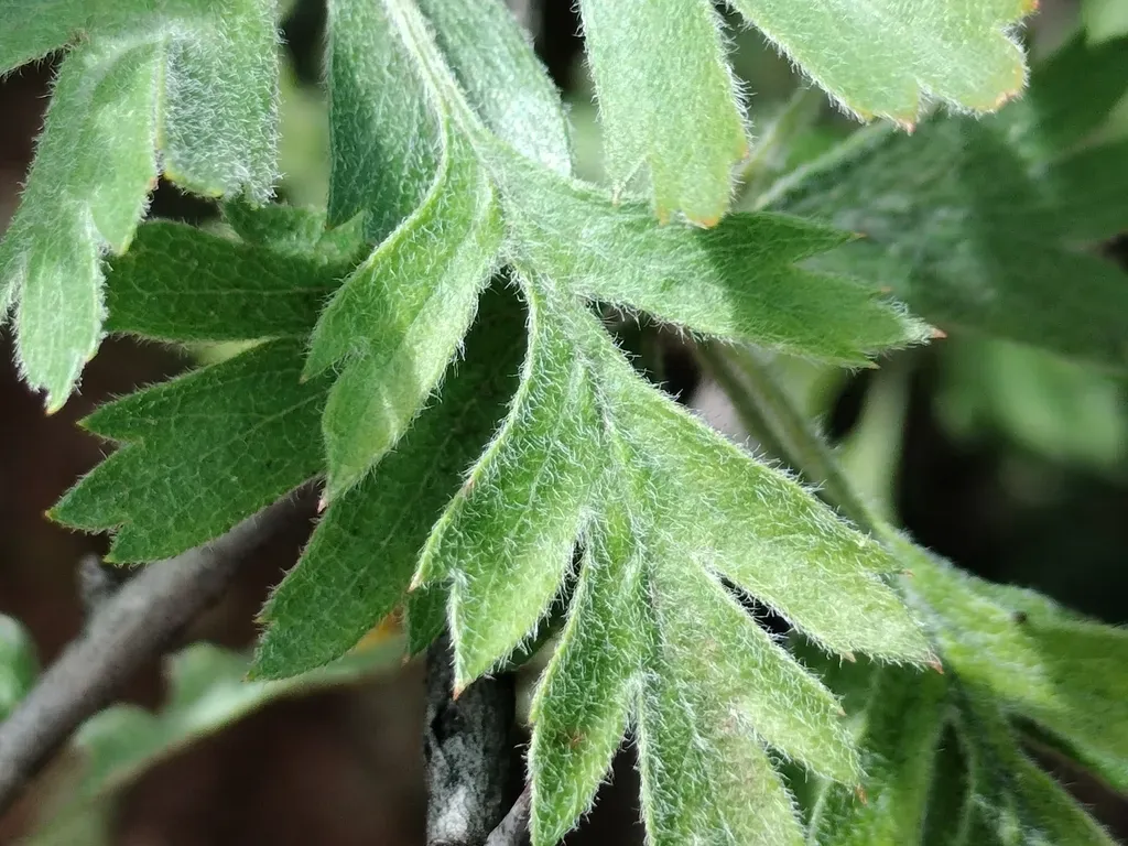 Crataegus Laciniata