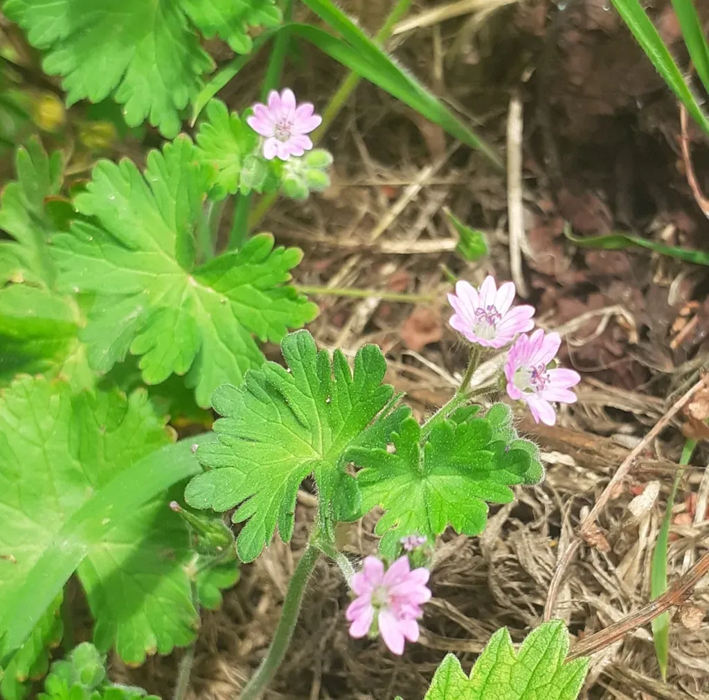 Dove's-foot Crane's-bill