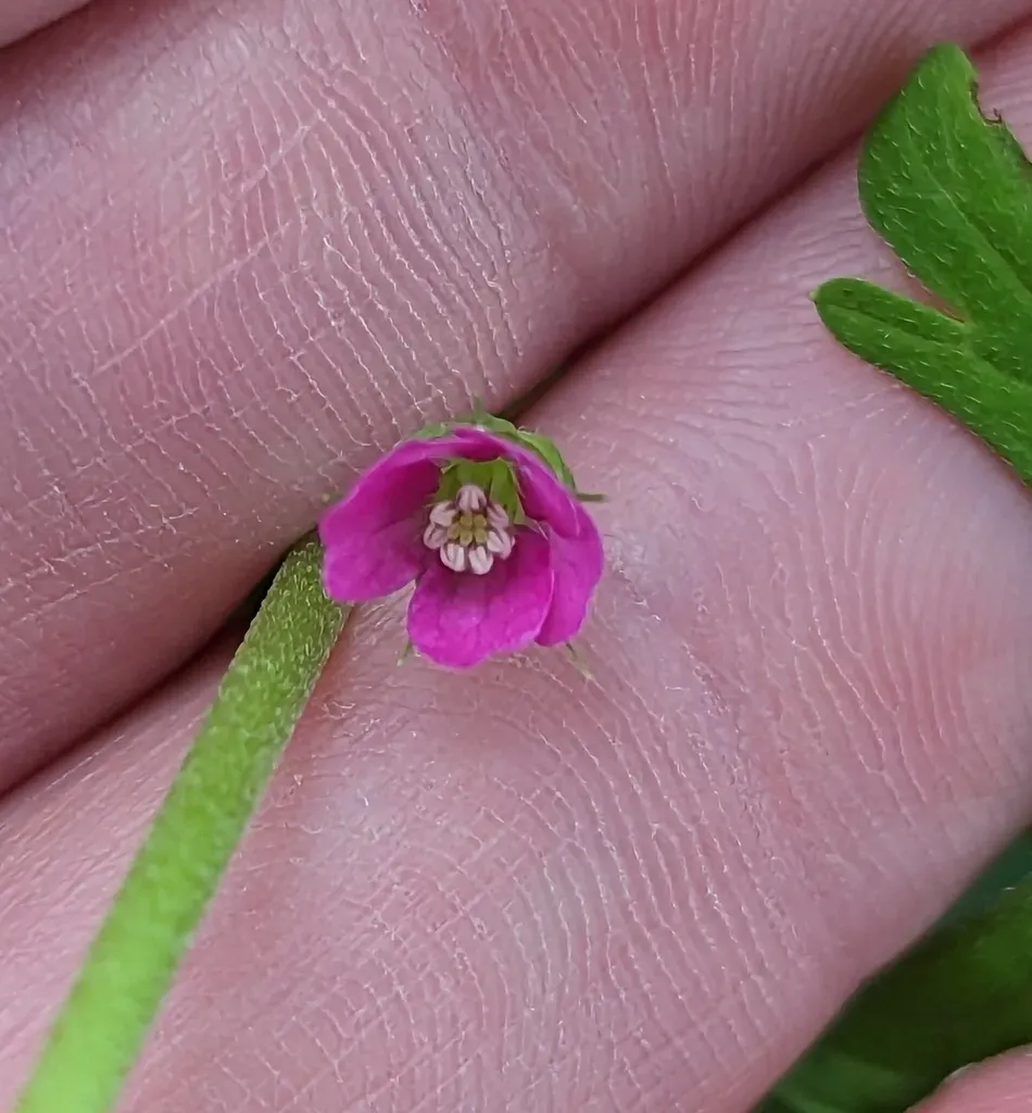 Alderney Crane's-bill