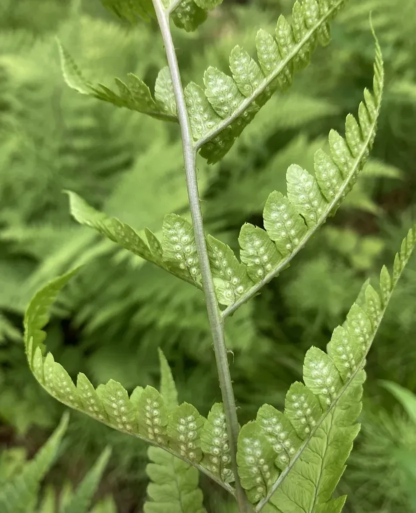 Clinton's Wood Fern