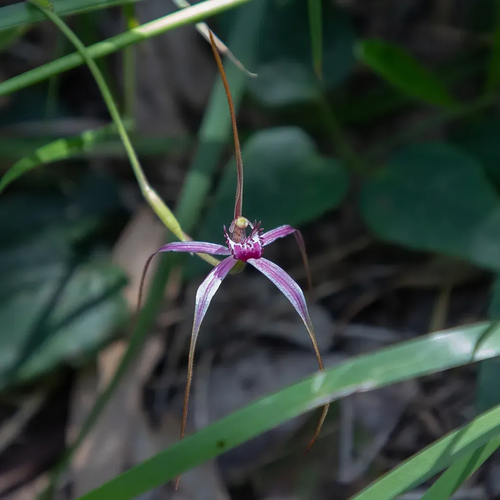 Pink Spider Orchid
