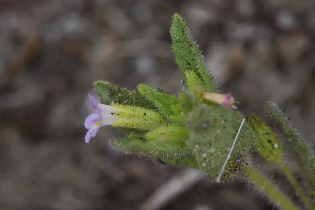 Parish's Monkeyflower