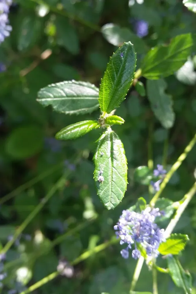 Parry Ceanothus