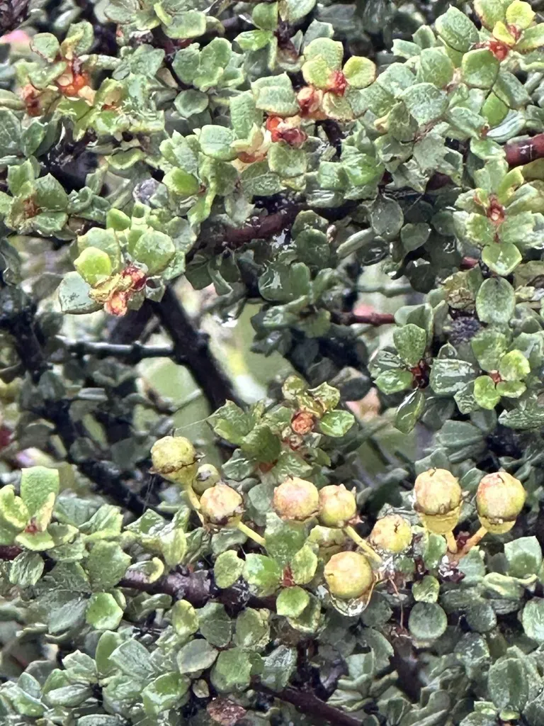 Otay Mountain Ceanothus