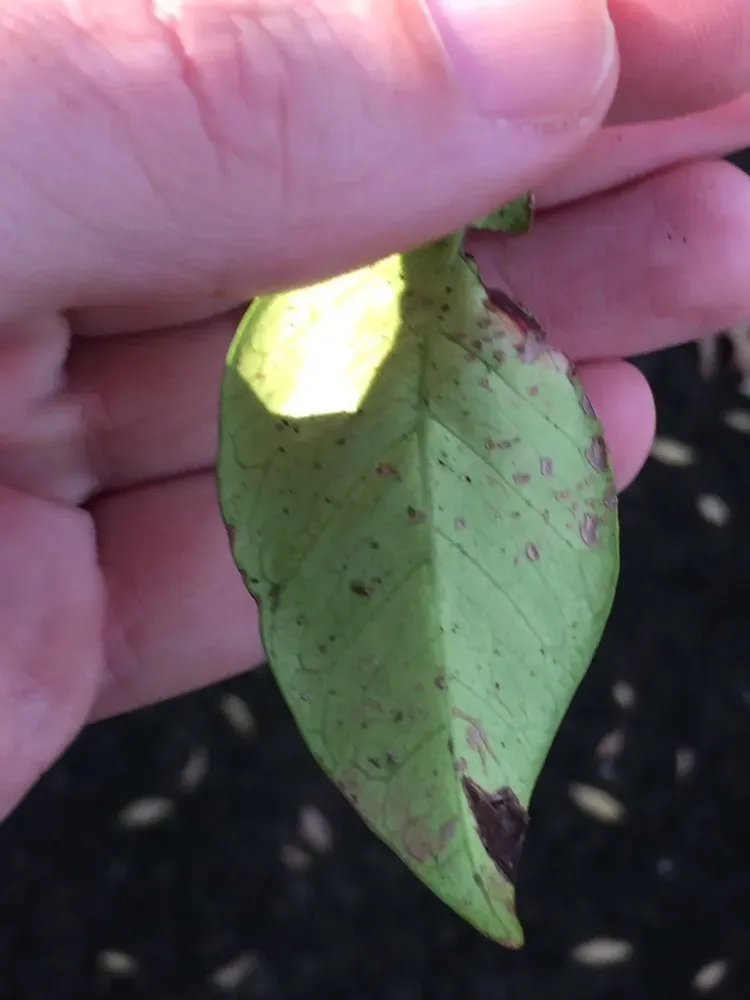 Cephaleuros Virescens